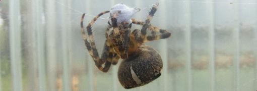 Spinne mit Beute
