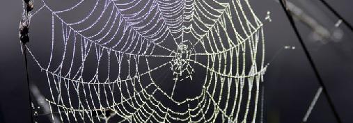 Spinnennetz im Gegenlicht